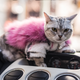Notice the cat hair on the dash